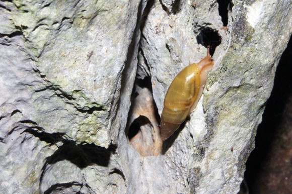 Oleacina oleacea Vi�ales